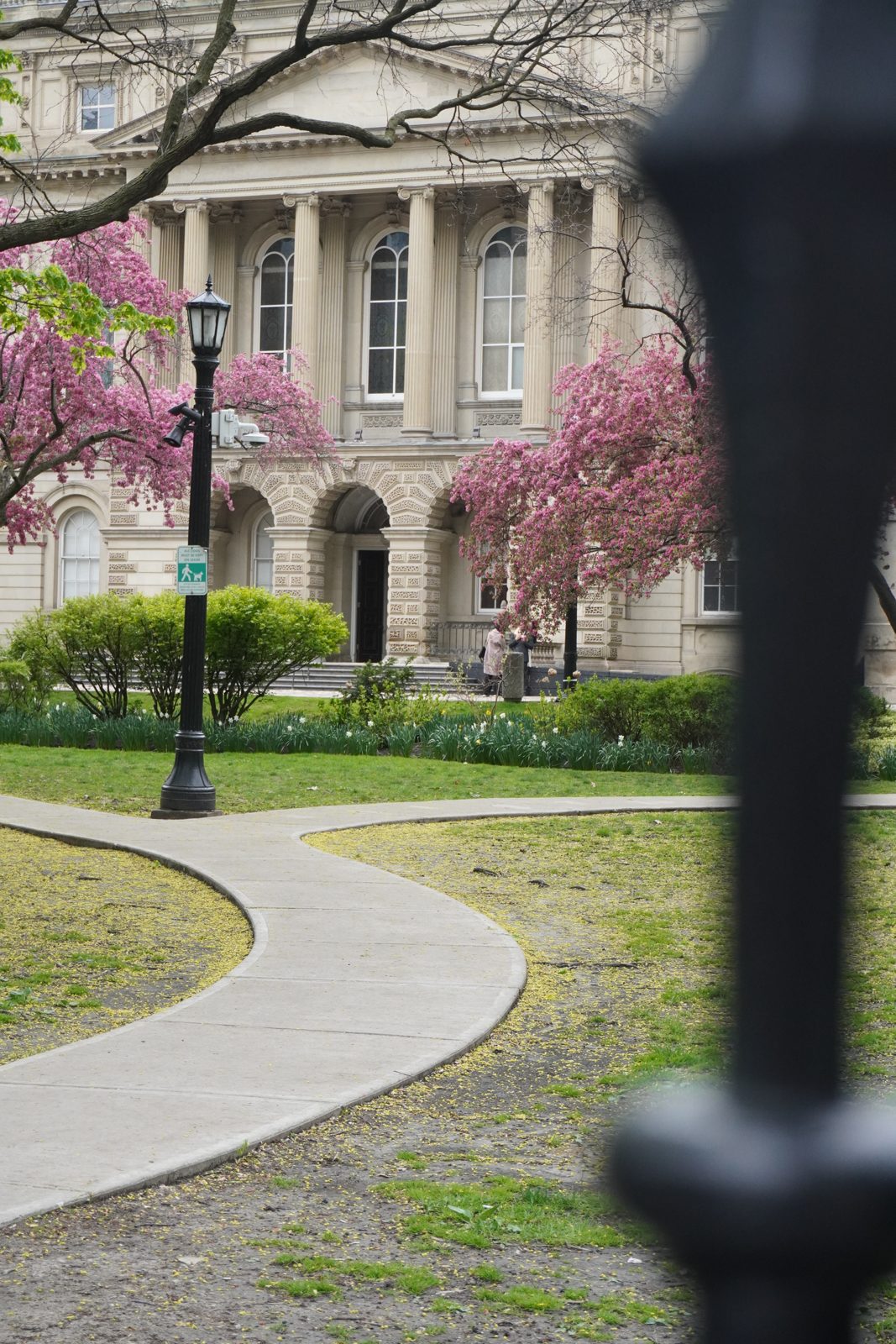 Campus building with cherry blossoms — Portfolio